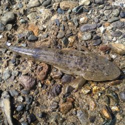 キス釣りからのシーバス